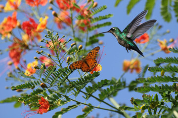 butterfly and hummingbird on  flowers
