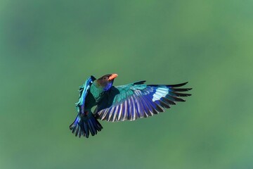 グリーンバックに飛ぶブッポウソウの飛翔シーン