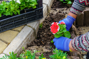 Flower seedlings in urban flower beds. Petunia saplings for gardening of the city. Background with...