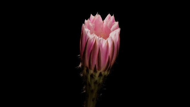 Time lapse footage of pink cactus flower growing blossom from bud to full blossom isolated on black background, 4k, close up video.
