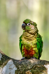 Close-up of colorful parrot preening near Iguazu Falls in Brazil