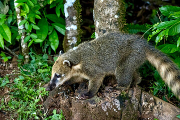 South American coati searching for food near Iguazu Falls in Brazil