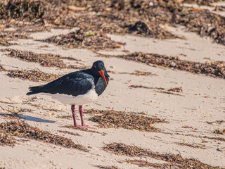 Pied Oyster Catcher On Beach Head Cocked