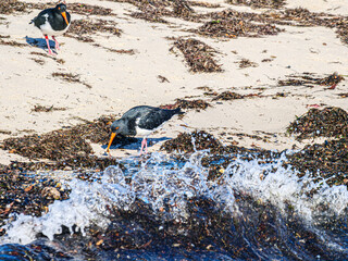 Pied Oystercatcher Breaking Wave
