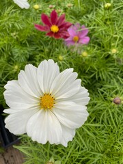 Obraz premium daisies in a garden