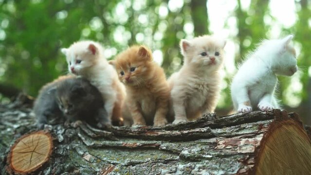 Five cute fuzzy kittens sitting on a log.