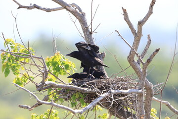 Carrion crow (Corvus corone orientalis) nesting in Japan