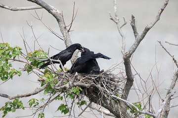 Carrion crow (Corvus corone orientalis) nesting in Japan