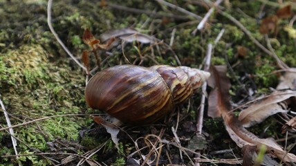 Lissachatina fulica is a land snail belonging to the Achatinidae tribe