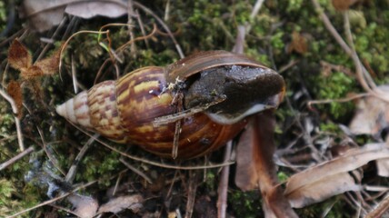 Lissachatina fulica is a land snail belonging to the Achatinidae tribe