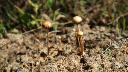 Magic mushrooms or Psilocybin mushrooms are a type of mushroom that breeds in the dung of cows and buffaloes