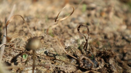 Magic mushrooms or Psilocybin mushrooms are a type of mushroom that breeds in the dung of cows and buffaloes