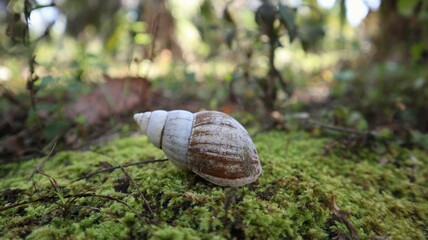 no snail anymore and it is dead, leaving only an empty shell