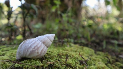 no snail anymore and it is dead, leaving only an empty shell