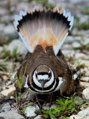 Killdeer Shorebird Charadrius vociferus