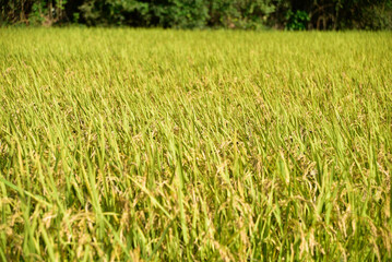 稲穂