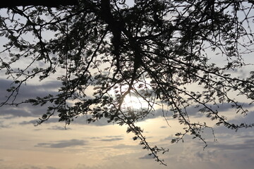 Sunset in the forest with tree branches. Silhouette.