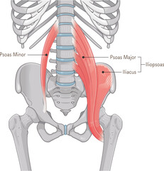 腸腰筋、骨盤周辺の筋肉、大腰筋、小腰筋、腸骨筋のイラスト