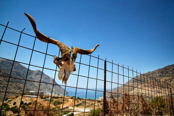 Austrian goat skull hang on a old rusty fence with the ocean and mountains in the background in Greece - 615991314