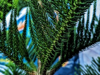 Araucaria heterophylla  is a species of conifer. s its vernacular name Norfolk Island pine ...