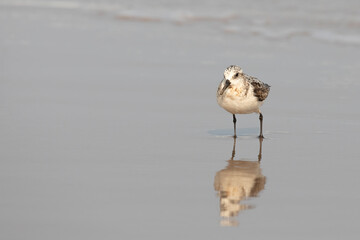 Black bellied plover looking for food at the beach - 615991367