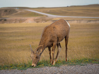 Bighorn sheep grazing along roadside | Badlands National Park, South Dakota, USA