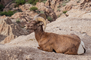 Fototapeta premium Bighorn Sheep Ram | Badlands National Park, South Dakota, USA