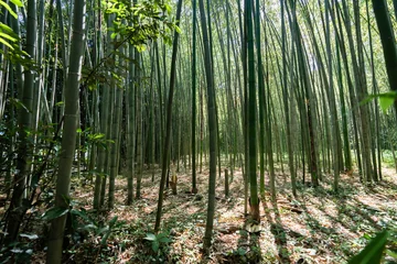 Zelfklevend Fotobehang 京都嵐山の竹林 © WATARU OHIRA