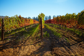 Nature, sustainable and landscape of a vineyard with plants, greenery and trees for grapes. Agriculture, rural environment and bush of vines on an empty outdoor wine farm or winery in the countryside