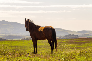 horse grazing in the green field