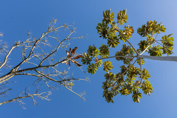 Trees Mogi das Cruzes, São Paulo