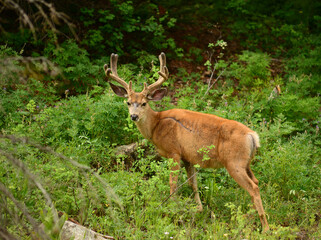 Mule deer walking in forest in colorado eating 