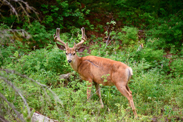 Mule deer in velvet in colorado forest