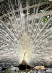White peacock bird showing his tail feathers and plumage 