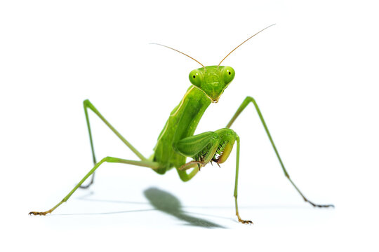 Portrait of a Praying mantis