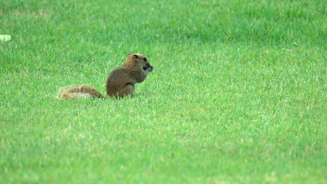 Pallas's squirrel (Callosciurus erythraeus) or red-bellied tree squirrel feeding and foraging food  on green grassy meadow
