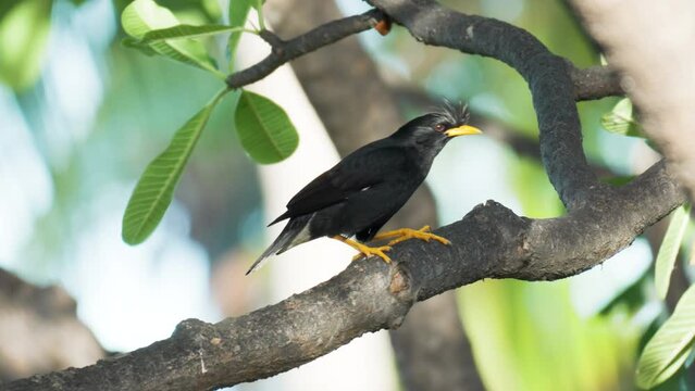 Funny Great Myna or White-vented Myna Bird Walking Perched on Tropical Tree Branch and Looking Out Prey