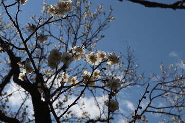 白い梅の花