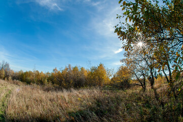 Autumn in the forest, colorful forest and sunny day.