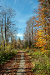 Fototapeta premium Autumn in the forest, colorful forest and sunny day.