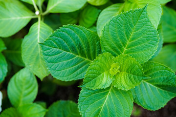 Cumin leaves are the same genus as Holy Basil, commonly used as ingredients in cooking.