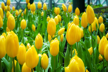 A picture of beautiful yellow tulips Yellow tulips that have not bloomed will be shown in the image. 
This picture is appropriate for use as a wallpaper background. or artwork displayed within the hom