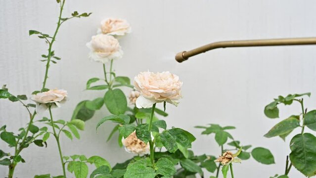 Someone spraying an insecticide to roses flower for prevent and killing aphids. Insecticides are pesticides that are formulated to kill, harm, repel or mitigate one or more species of insect.