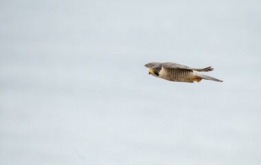 Magnificent male peregrine falcon flying over the Pacific ocean in Los Angeles
