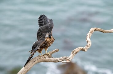 Juvenile peregrine falcon beginning to use its wings over the pacific ocean in Los Angeles. Learning to fly
