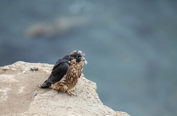 Really juvenile falcon with baby down feathers looking over a rock cliff  over the pacific ocean near LA
