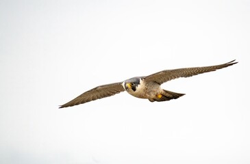 Peregrine falcon in full speed flight taken up close against a clear white background near Los Angeles