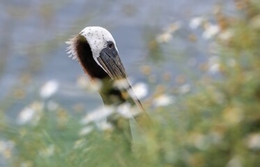 Pelican face amidst wildflowers over the pacific ocean in La Jolla, California