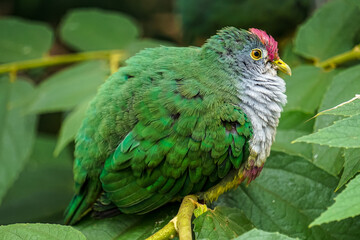 A small bird with beautiful green feathers and white chest perched on a tree branch