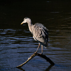 Heron on the river